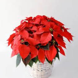 Red poinsettia plant in a white woven basket