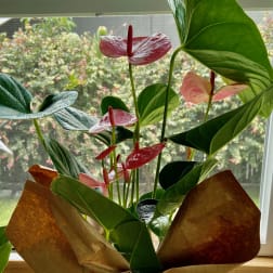Potted green plant with pink tropical flowers wrapped in brown paper with a white bow on a wooden surface.