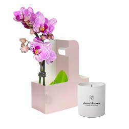 Orchid Light - BUNDLE