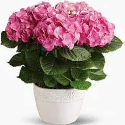 Hydrangea Plant
