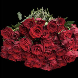 Bouquet of red roses against a black background