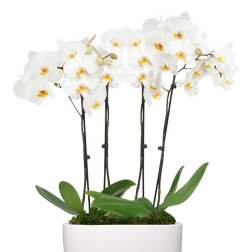 Orchids for Mom setof 4