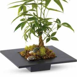 Money Tree Plant – Same Day Delivery Houston