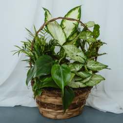 Basket Garden 8in