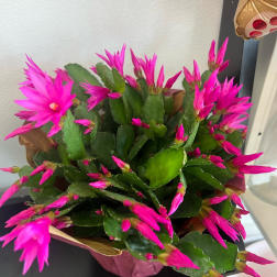 Potted cactus with bright pink blooms in a decorative wrap
