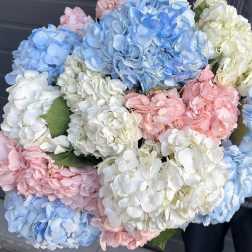 Cotton Candy