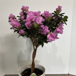 Lavender Azalea Plant