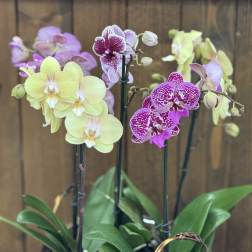 Everlasting Orchid Charm