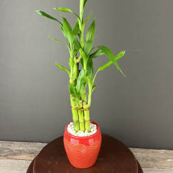 Potted lucky bamboo plant in a red decorative pot with white stones