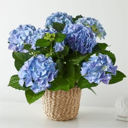 Blue hydrangea plant in a woven basket planter