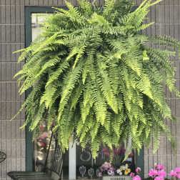 Hanging Fern Basket