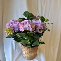 Hydrangea Plant