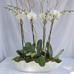 Long white planter with white phalaenopsis orchids, moss, and tall curly branches arranged upright.
