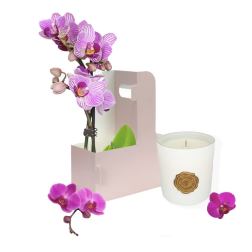 Orchid Light - BUNDLE
