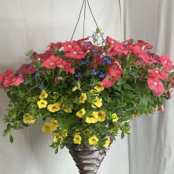 Hanging basket of pink and yellow flowers with small blue accents