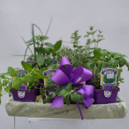 Assorted potted herbs arranged with a purple ribbon bow