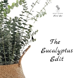 Potted eucalyptus in a woven basket planter