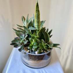 Succulent arrangement in a clear glass bowl with pebbles