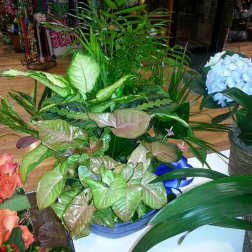 Tropical potted plant arrangement with broad green leaves and a blue hydrangea cluster