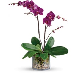 GLORIOUS GRATITUDE ORCHID