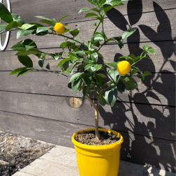 Meyer Lemon Tree 6"