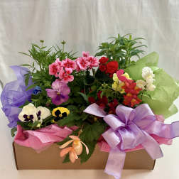 Mixed potted flowers in a cardboard box with a purple ribbon
