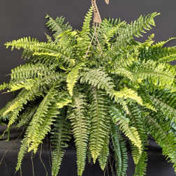 Boston Fern