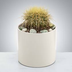 Round potted cactus with spiky yellow-green top in a smooth white ceramic container