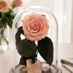 Pink Preserved Forever Rose