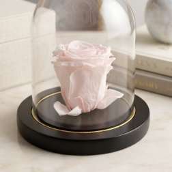 Pink Preserved Forever Rose No Stem