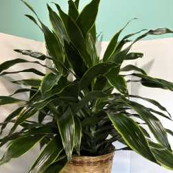 Carmen Plant