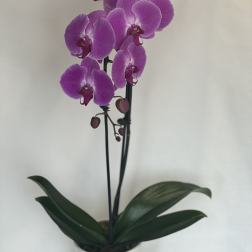 Potted purple orchid with several blooms in a white container