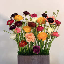 Color Garden