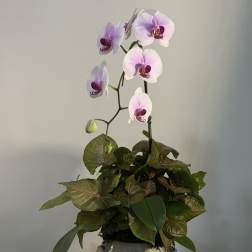 Orchid Elegance