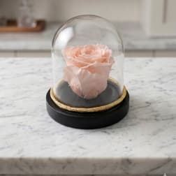 Peach Preserved Forever Rose