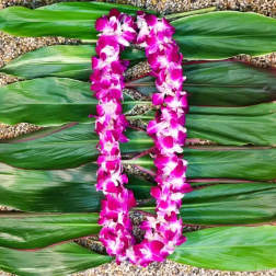 Double Bombay Dendrobium Orchid Lei