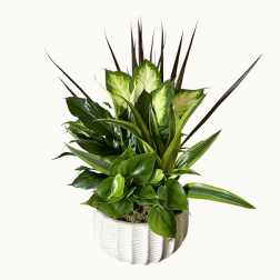 Dish Garden 8” ( Gorgeous Mixed Foliage Planter with five different plants that are easy to care )