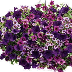 MIX PURPLE PETUNIA HANGING BASKET