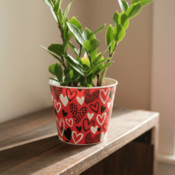 Love Day Plant