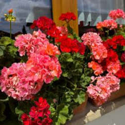 Potted geraniums with clusters of pink and red blooms