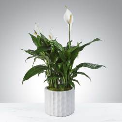 Modern Spathiphyllum Plant by BloomNation™