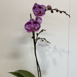 Dark Purple Orchid Plant