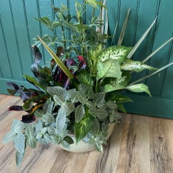Dish Garden