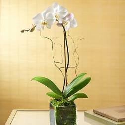 Single Orchid Plant