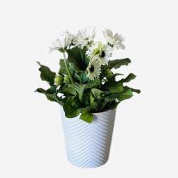 Potted Gerbera Daisy