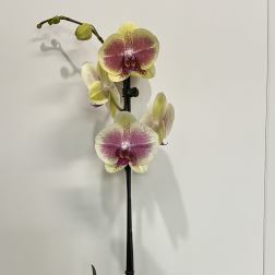 Yellow and Purple Orchid Plant