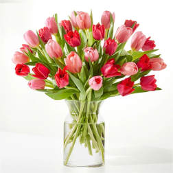 Crushing on You Tulip