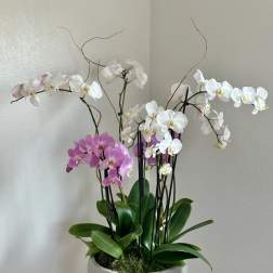 Potted orchid arrangement with white and pink blooms in a white bowl planter