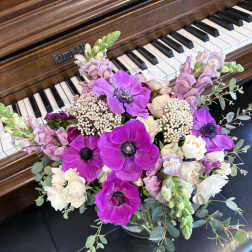 Purple anemones