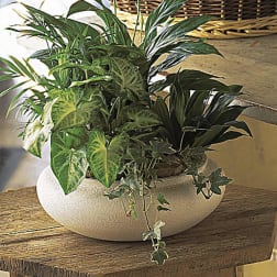 Dish Garden - Designers Choice